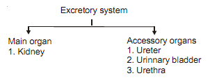 2384_excretory system chart.png